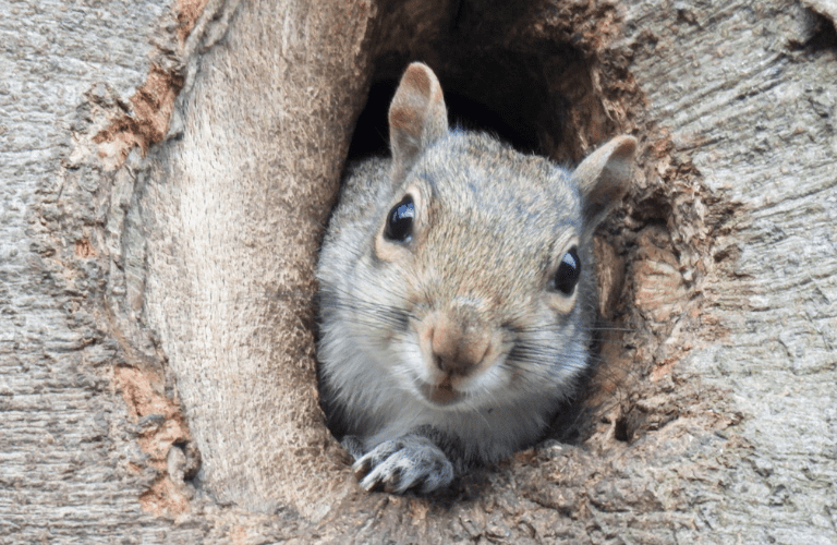 Squirrel in a tree