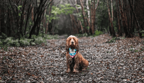 Alfie, Jen's cocker spaniel in the woods