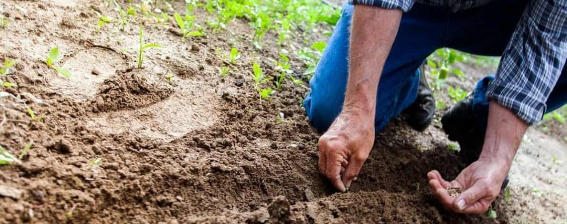 closeup of man's hand sowing seeds outside