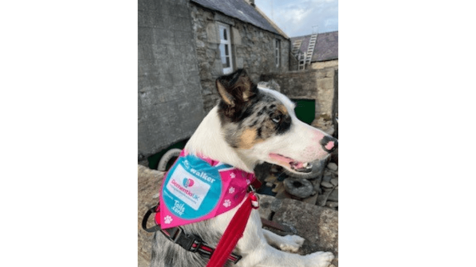 Harley, Kerry's dog with a Dementia UK dog bandana around his neck