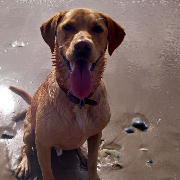 Dementia UK supporter Kellan's dog